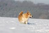 CORGI PEMBROKE 919